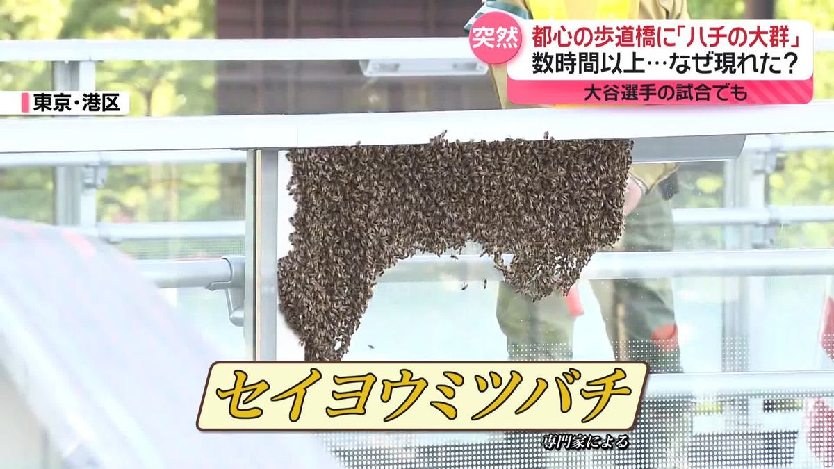 都心の歩道橋に突如｢ハチの大群｣現れる…なぜ？　専門家は…