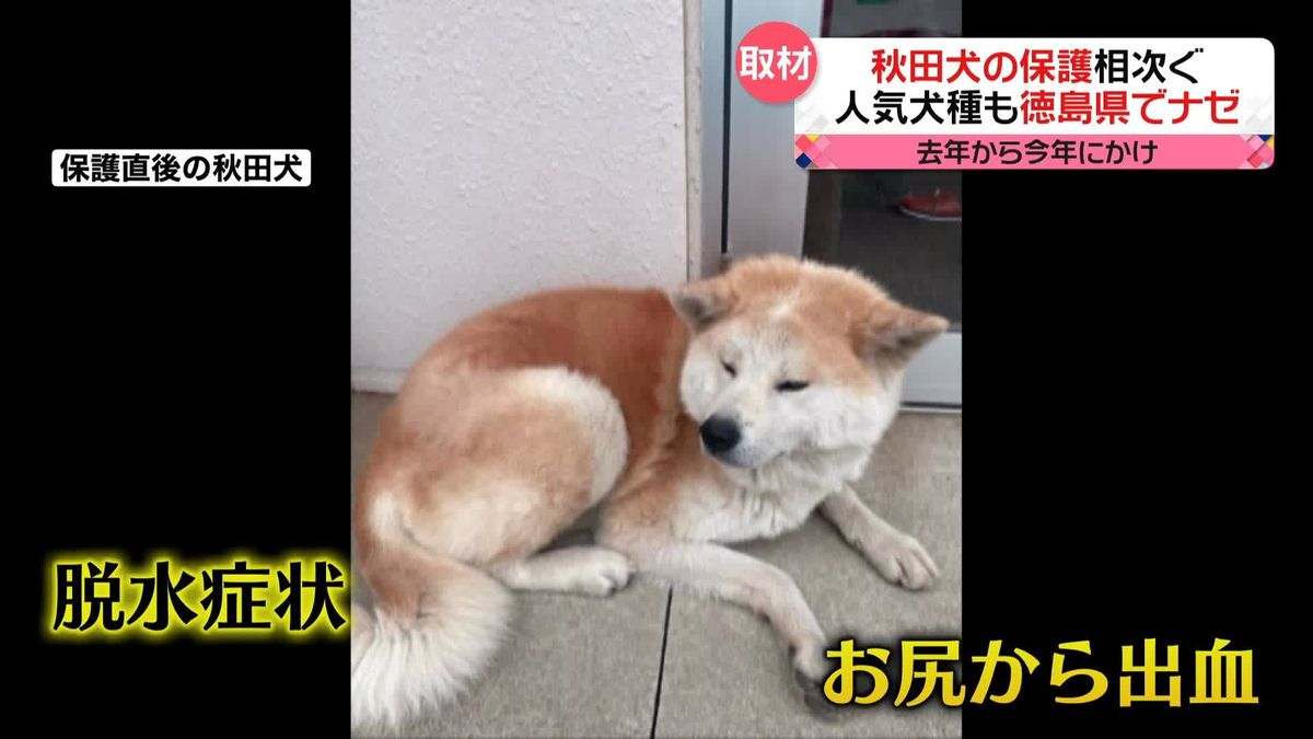 徳島県内でなぜ？　「秋田犬」捨てられる事例が相次ぐ　子どもを産んだばかり…出血していた犬も