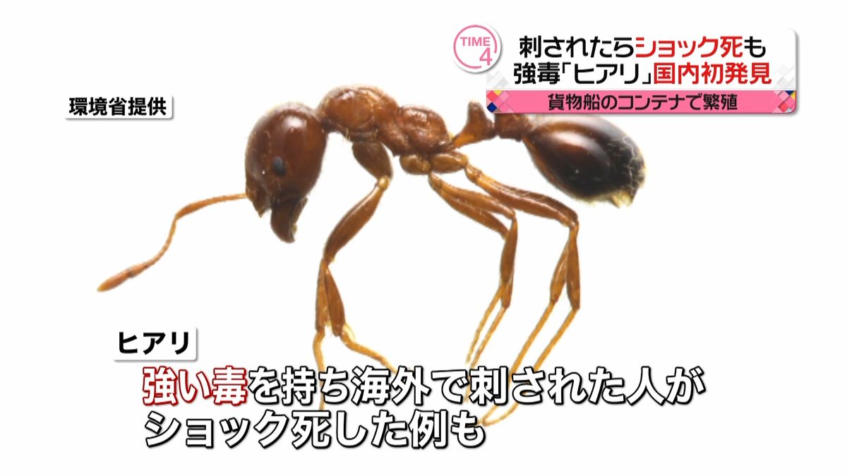 強毒「ヒアリ」兵庫・尼崎市で国内初の発見