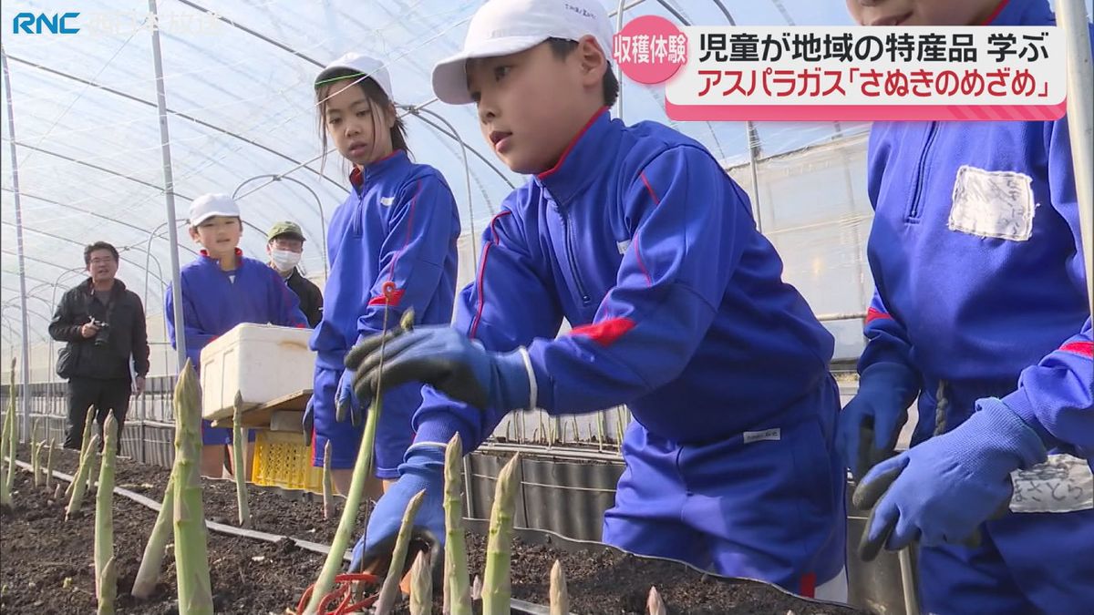 アスパラガス「さぬきのめざめ」小学生が収穫体験　香川県オリジナル品種を学ぶ