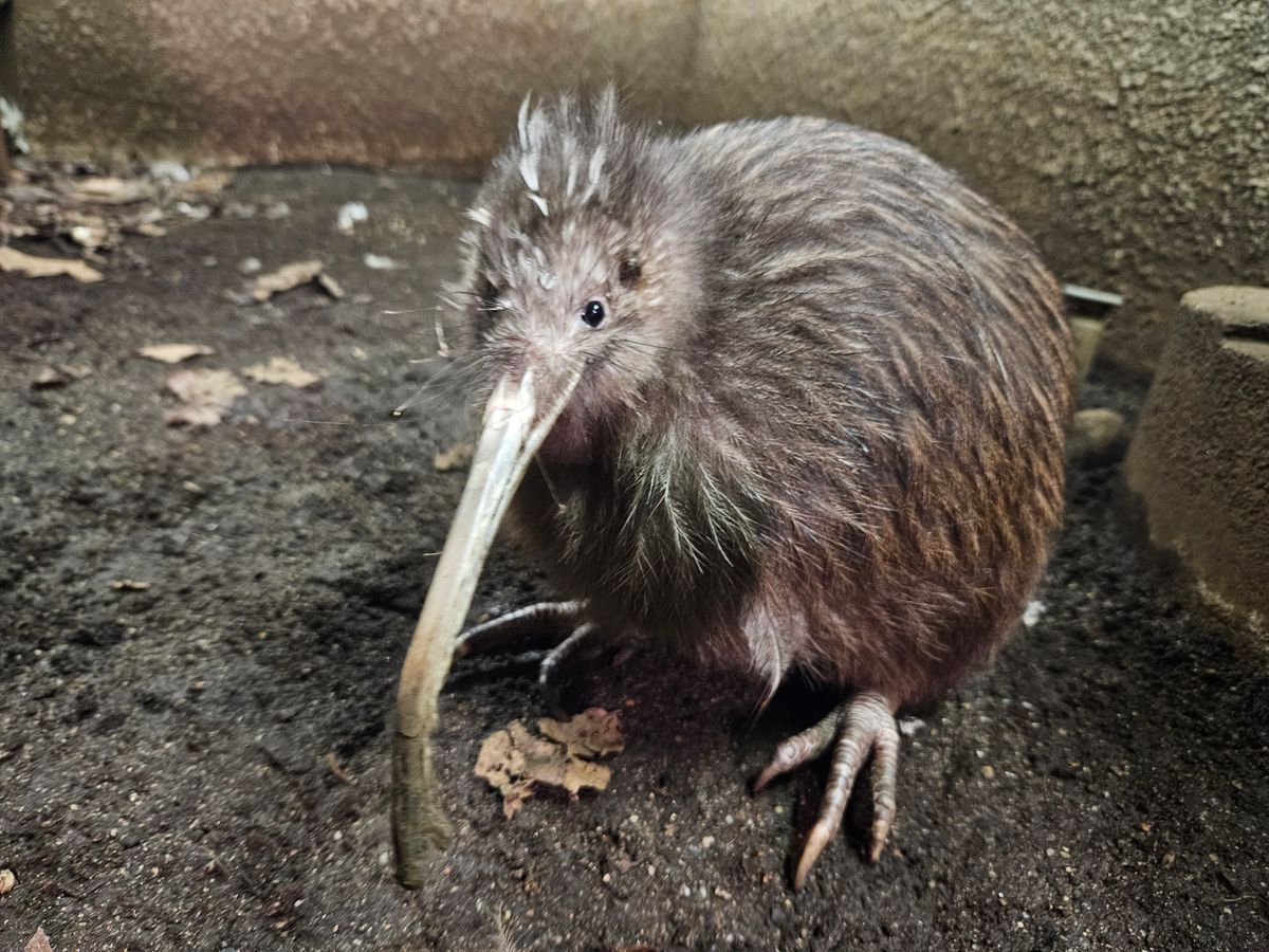 【速報】国内で唯一の“キウイ”死ぬ　ニュージーランドの国鳥　絶滅危惧種に指定　大阪・天王寺動物園