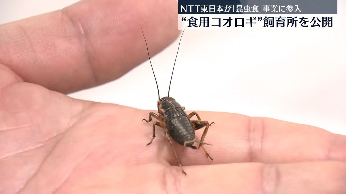 NTT東日本「昆虫食」事業に参入　食用コオロギの飼育所を公開
