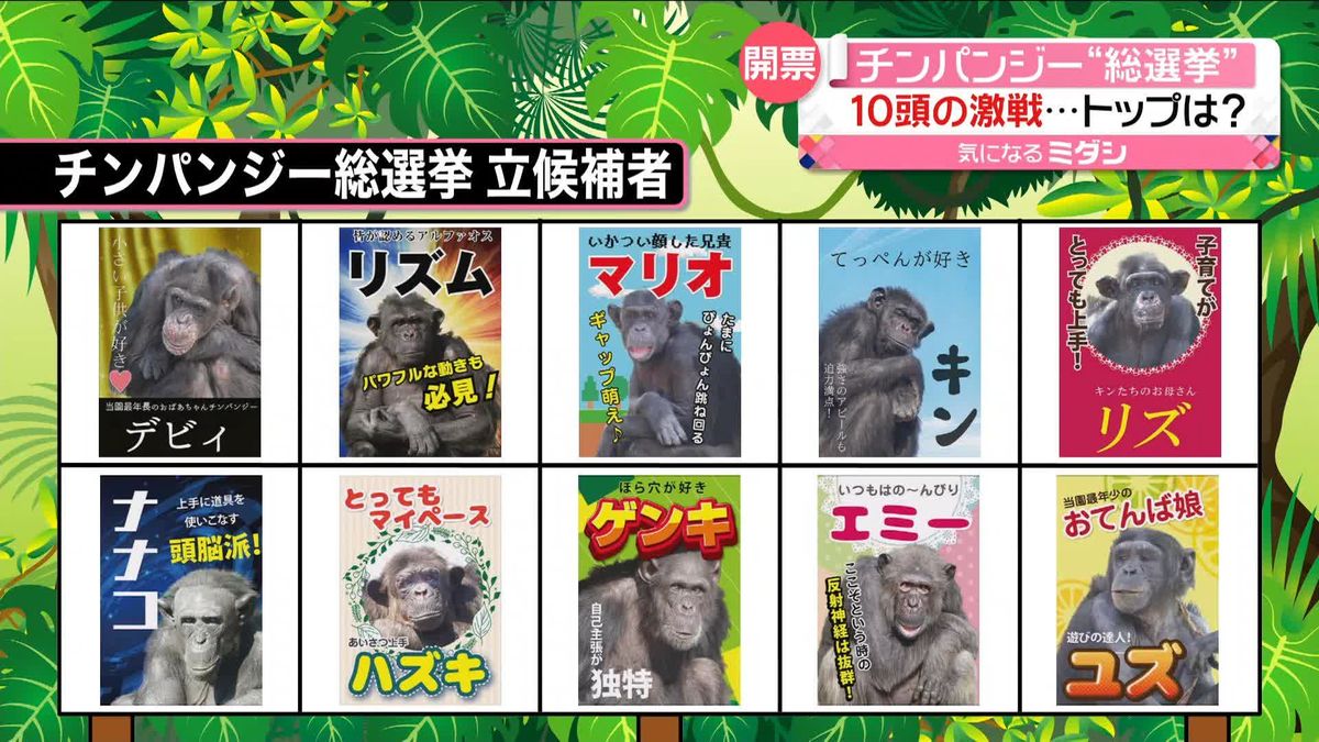 「チンパンジー総選挙」　“立候補”10頭の中からトップ当選したのは…　宮崎市