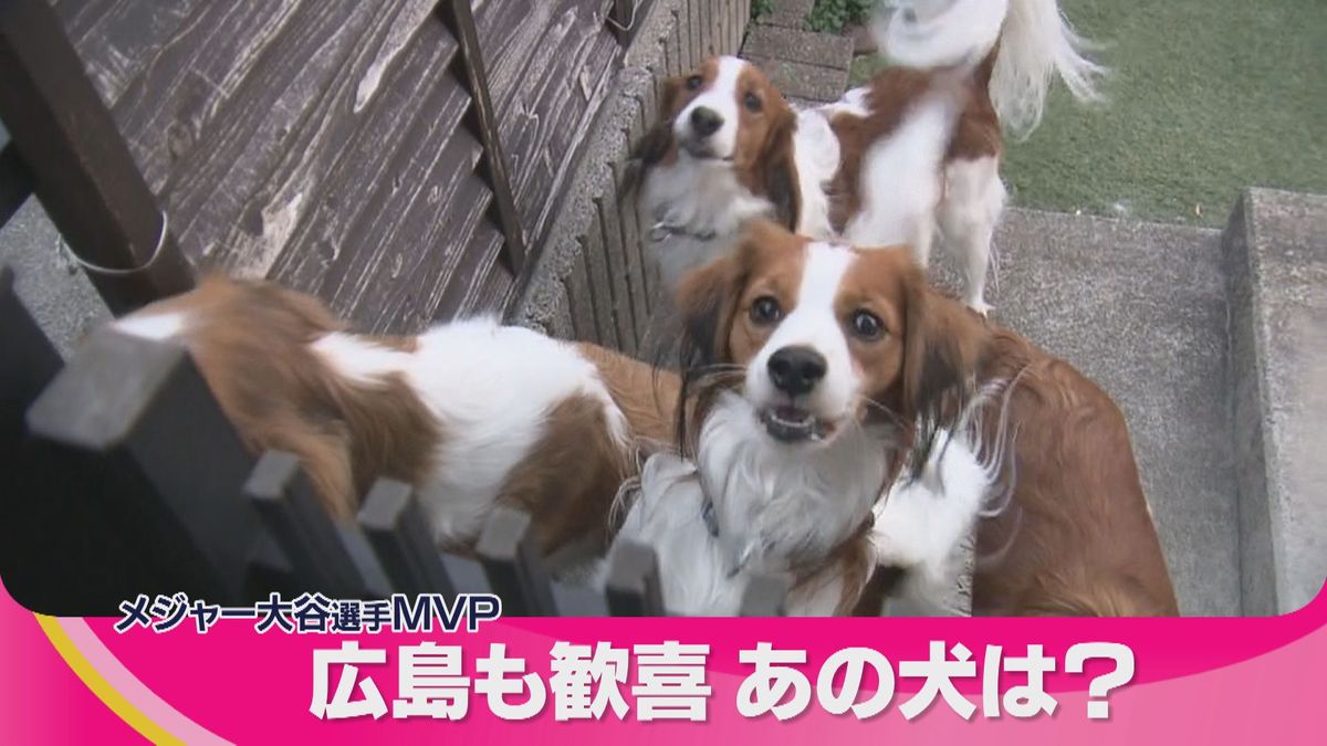 大谷翔平MVPで注目が集まる犬