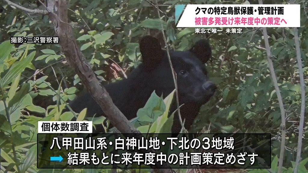 東北で唯一青森県だけになかったクマの特定鳥獣保護・管理計画策定へ