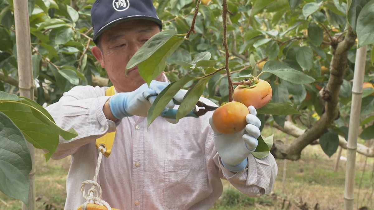 内子町で「甘柿の王様」富有柿の収穫始まる 今年はカメムシ被害で収量減