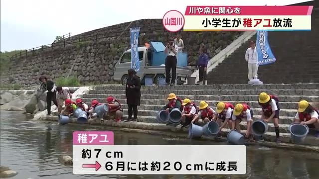 小学生が山国川でアユの稚魚5000匹放流　「大きくなって色んな人に食べられてほしい」大分