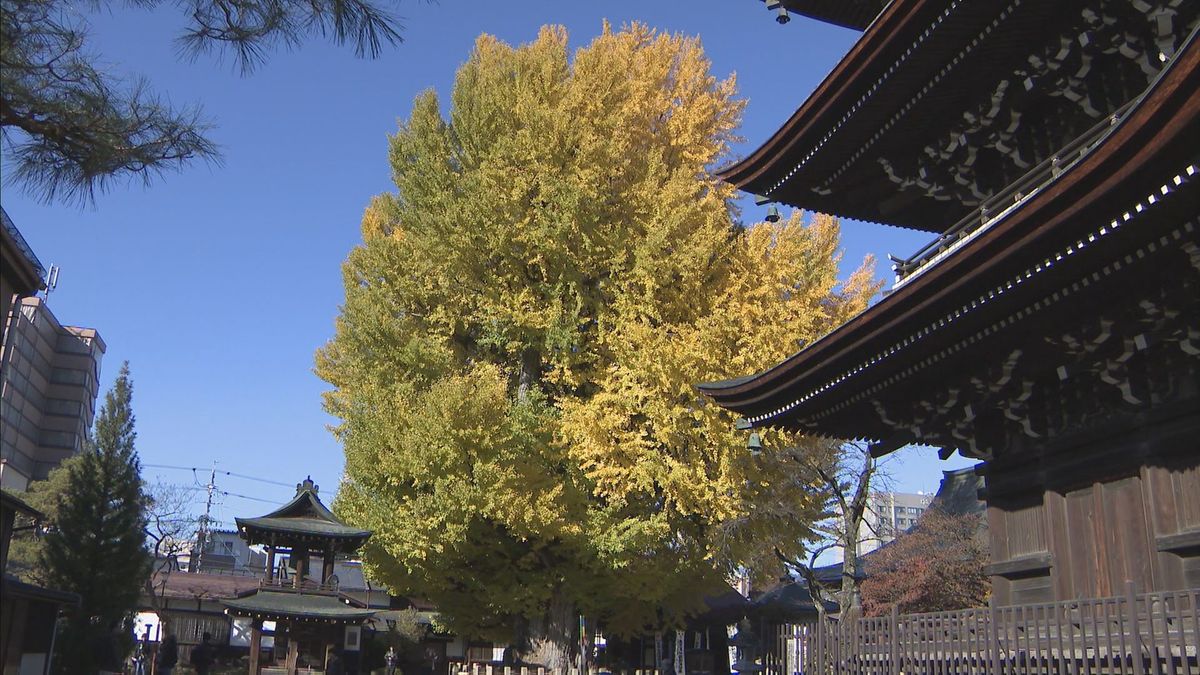 飛騨国分寺の大イチョウ色づく　晩秋の風情を楽しむ　岐阜・高山市