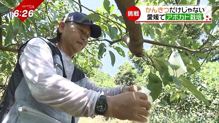 興居島でアボカド栽培を行う西原順一郎さん