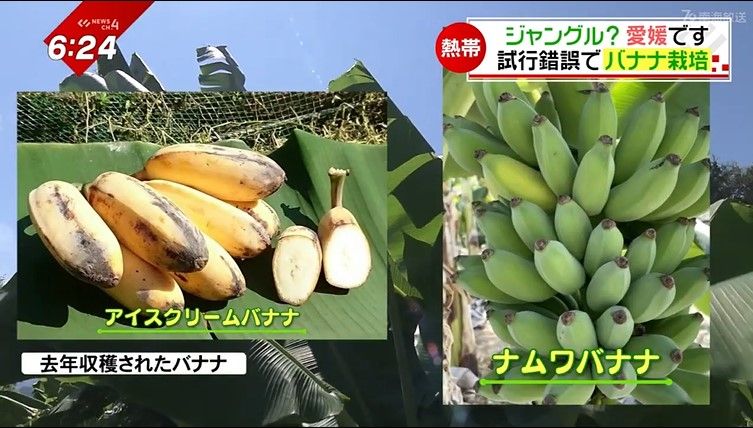 去年収穫されたバナナ
