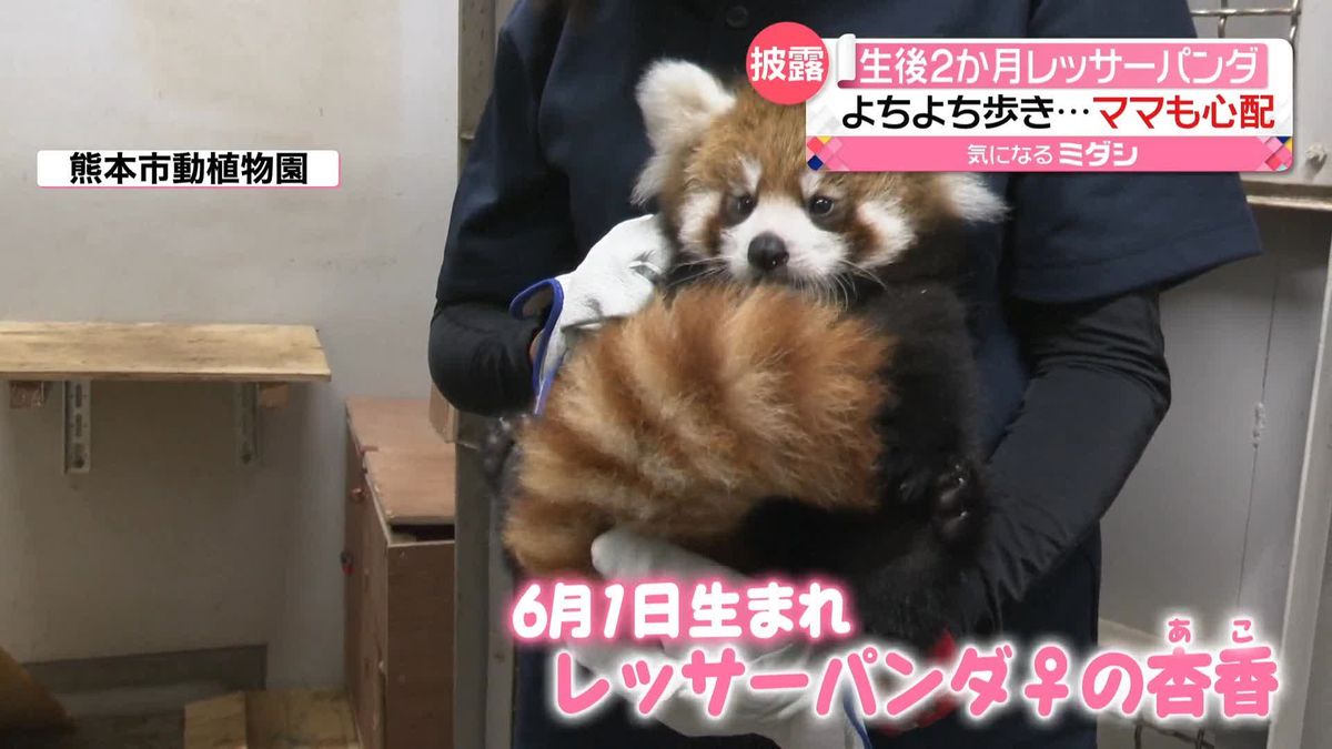 やんちゃざかり！　生後約2か月…レッサーパンダの赤ちゃん　一般公開を前にお披露目　熊本市