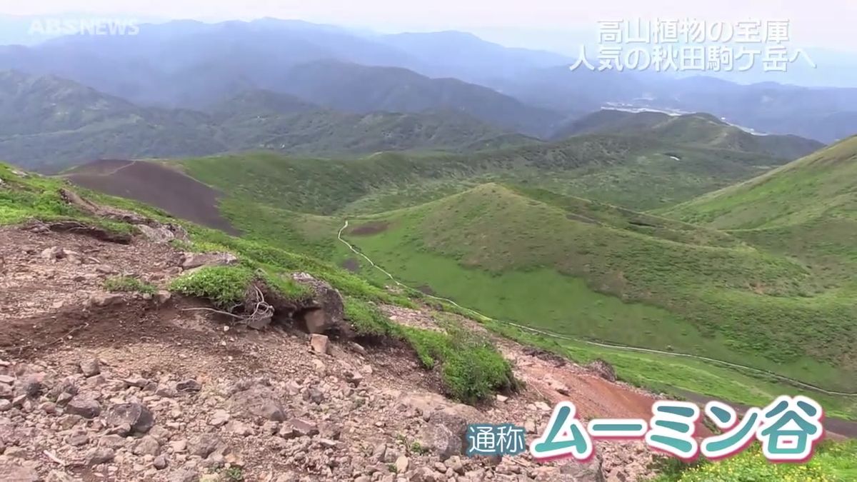 高山植物の宝庫　秋田駒ケ岳 花の季節