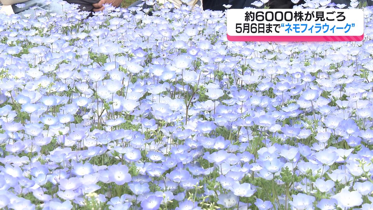 約6000株のネモフィラが見ごろ　広島市植物公園