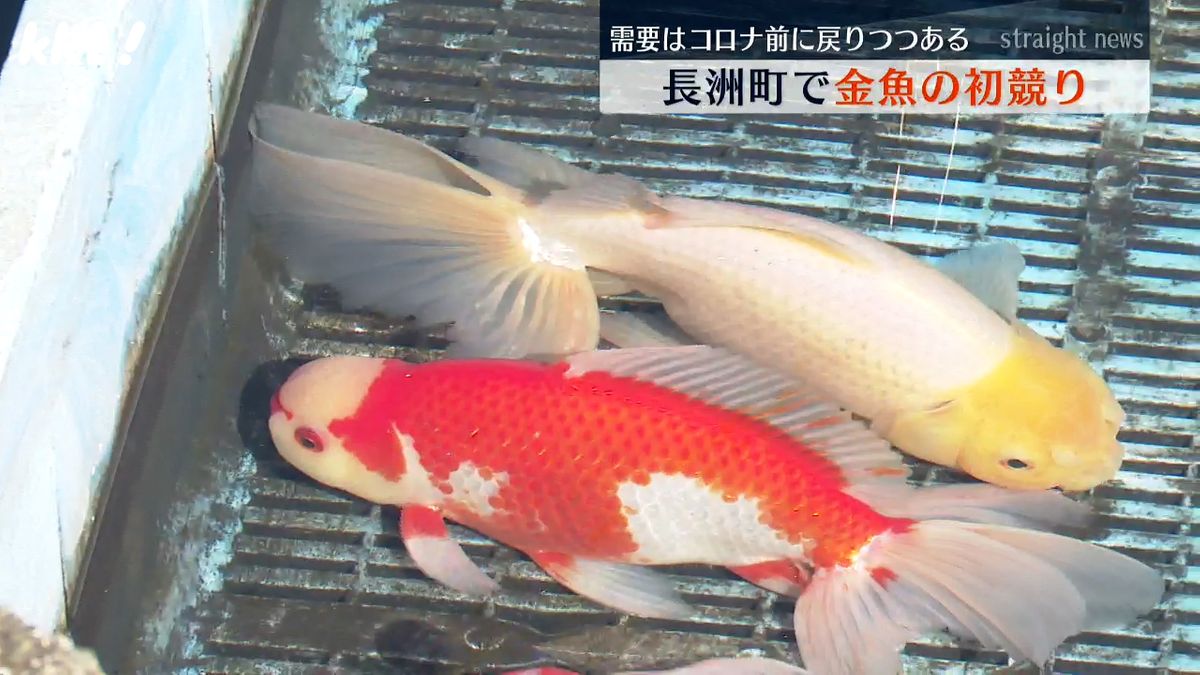 1万匹の金魚やニシキゴイ 全国有数の金魚の産地･長洲町で初競り