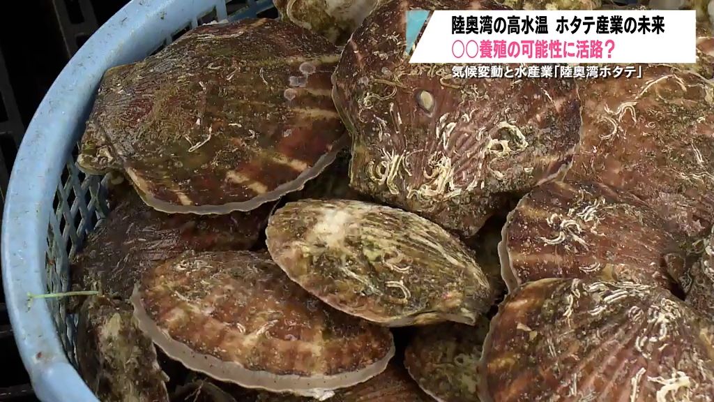 【特集】気候変動と水産業　陸奥湾ホタテ　“カキ養殖”への活用も