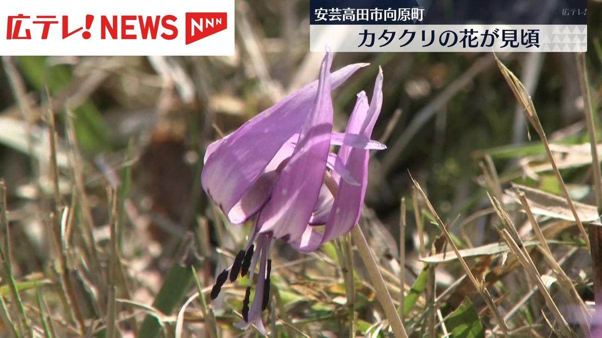 カタクリの花が見ごろ　安芸高田市向原町