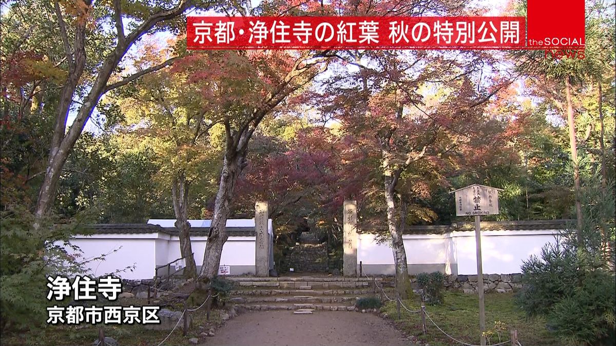京都浄住寺の紅葉見頃　建物内部を特別公開