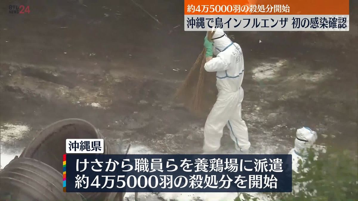 沖縄で初…鳥インフルエンザ感染確認　約4万5000羽“殺処分”を開始　金武町