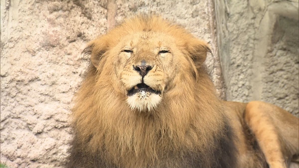 円山動物園　クマの死を受けストレス対策