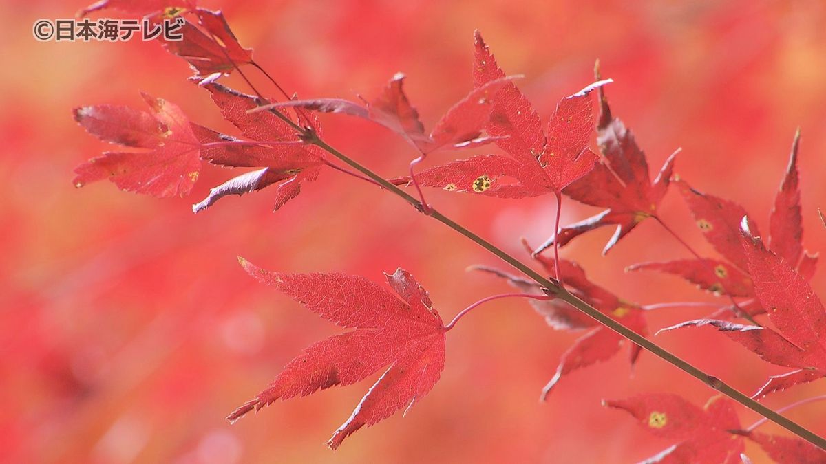 ようやく紅葉見頃　例年より10日ほど遅れてピークに　諏訪神社ではライトアップも開催　鳥取県智頭町