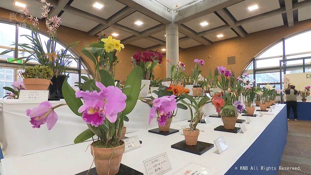 色とりどり個性豊かな　北陸最大級「富山県蘭まつり大会」　県中央植物園