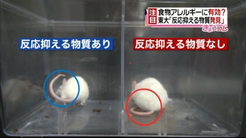 「食物アレルギーに有効」な物質発見～東大