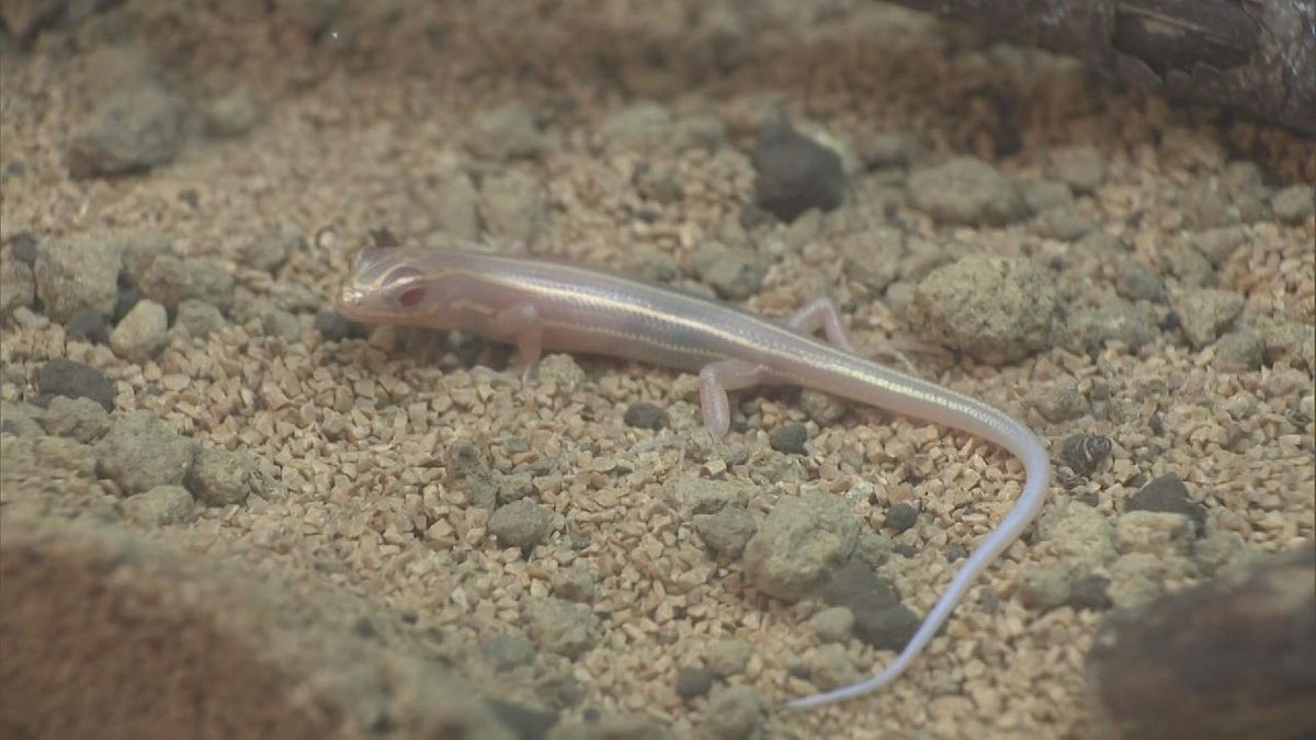 珍しい“白いトカゲ”  「ヒガシニホントカゲ」の展示　黒い色素を持たないアルビノの個体　ゴルフ場事務所内を歩いているのが見つかり持ち込まれる　岐阜・各務原市「アクアトト・ぎふ」