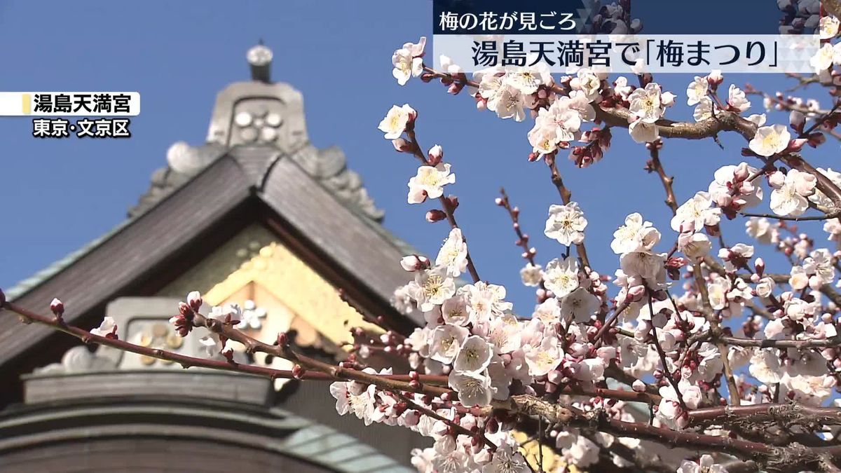 湯島天満宮で「梅まつり」見ごろ迎える