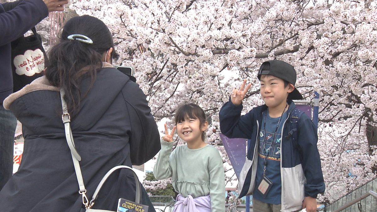 “お花見できる遊園地”よみうりランドの桜見頃に