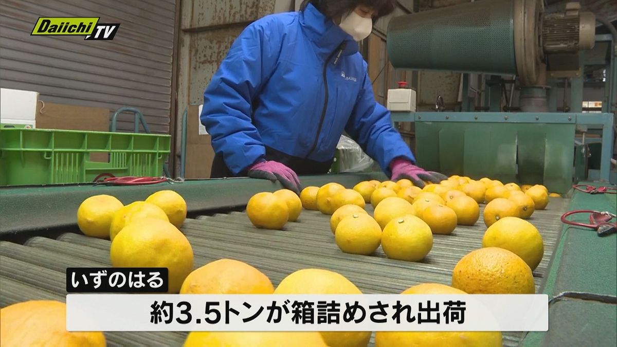 全国的に生産量が少ないかんきつ「いずのはる」初出荷