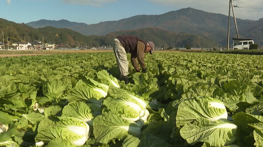 愛媛県内一の産地・大洲市でハクサイ収穫ピーク ほど良い柔らかさに仕上がり