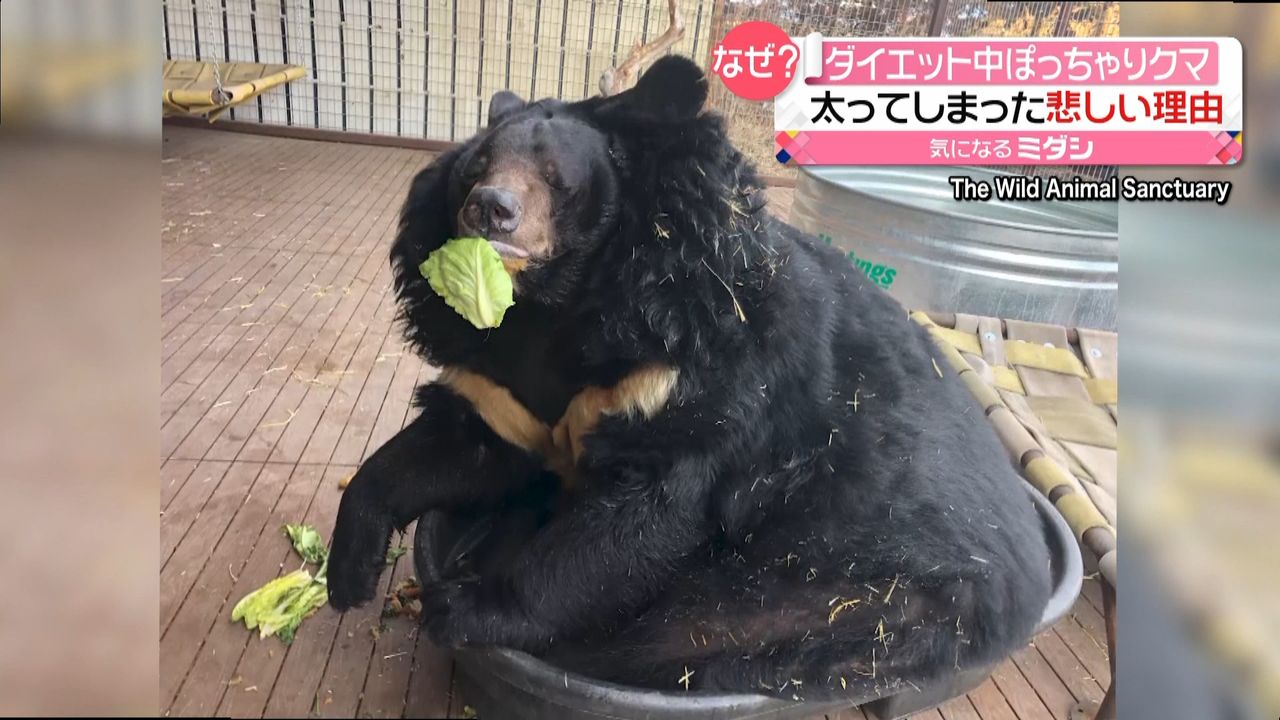 ぽっちゃりクマ 太ってしまった悲しい理由｜日テレNEWS NNN