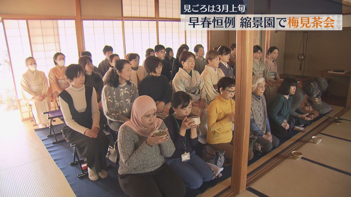 早春恒例の縮景園で「梅見茶会」　寒波などの影響で開花は例年よりも遅れ見ごろは３月上旬