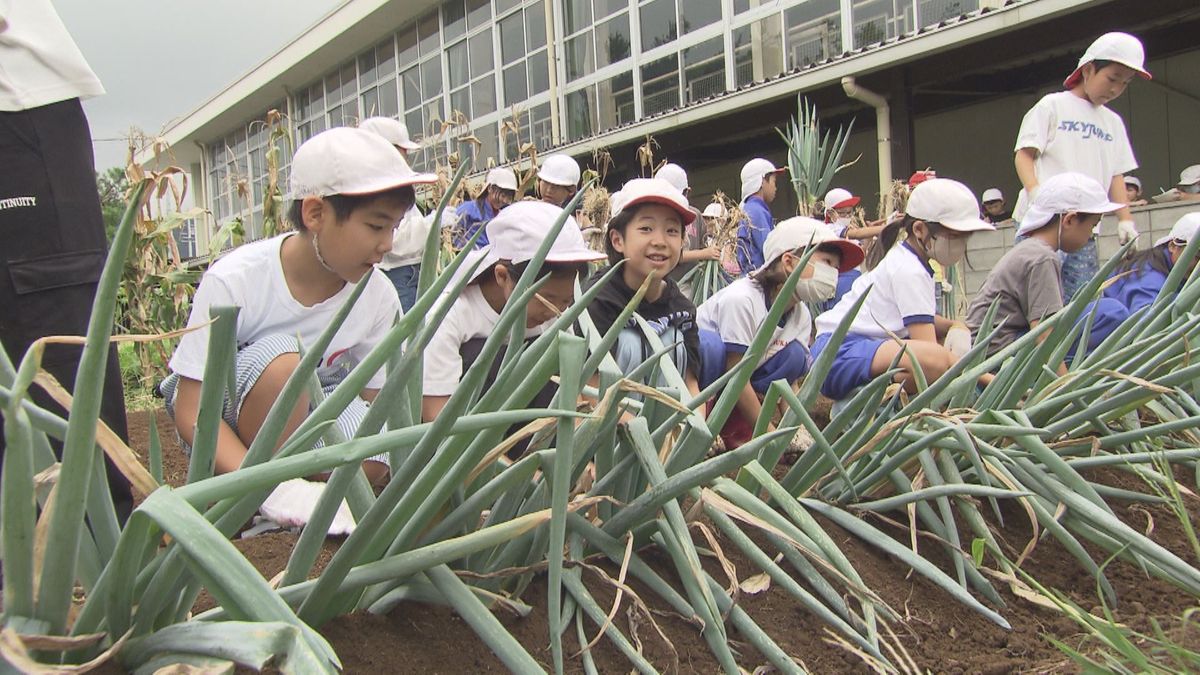 伝統野菜「松本一本ねぎ」植え替え作業を体験　植え替えると…甘みや軟らかさが増す　収穫したらネギギョーザに！