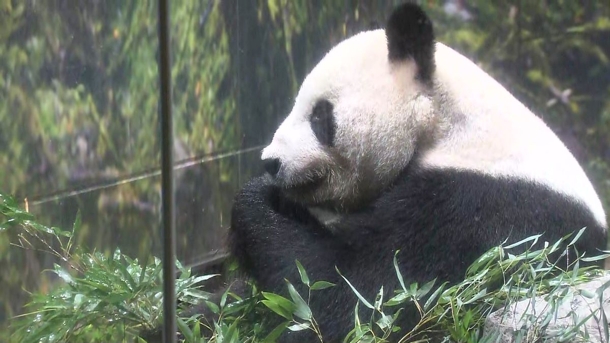 「リーリー」「シンシン」中国の空港に到着…上野動物園が発表