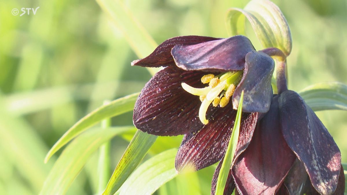 高山植物クロユリが見ごろ　最北のマチ稚内に咲く心落ち着く真っ黒な花