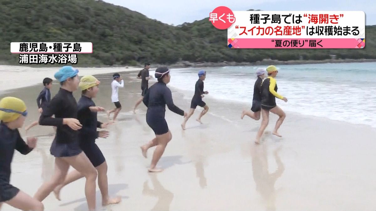 種子島で海開き！　“スイカの名産地”では収穫開始　早くも「夏の便り」届く