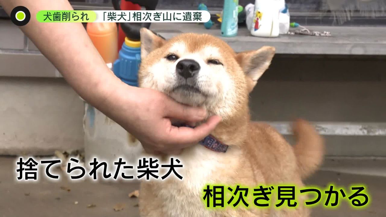 ブリーダー 牝 犬 ペット