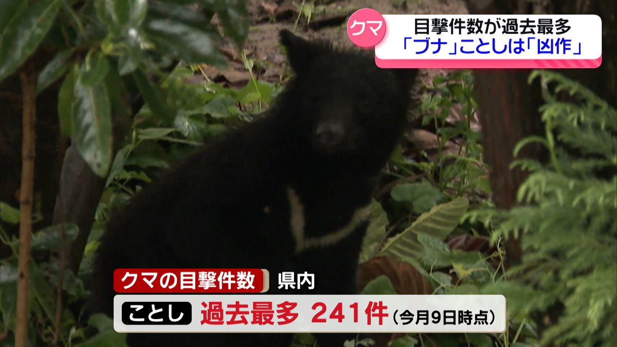 石川県内の目撃件数過去最多に　クマの大量出没が懸念…　エサとなるブナも凶作　