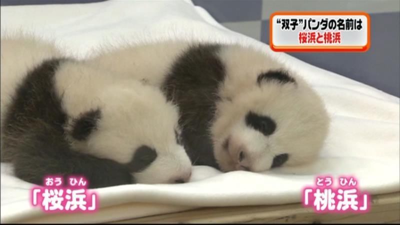 応募１万通超　“双子”パンダの名前決定！