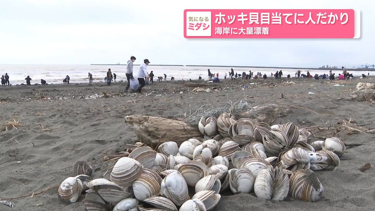 「ホッキ貝」目当てに人だかり　海岸に大量漂着　食中毒のリスクも…　北海道厚真町