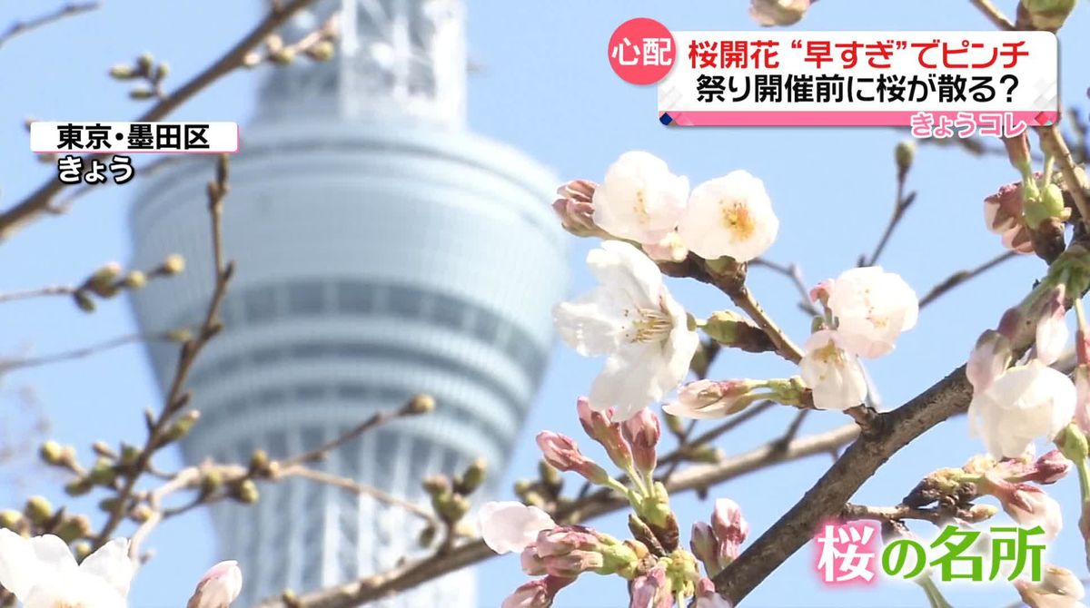 早すぎる桜「見るのが嫌」…4年ぶり開催の祭り前に“散る”？