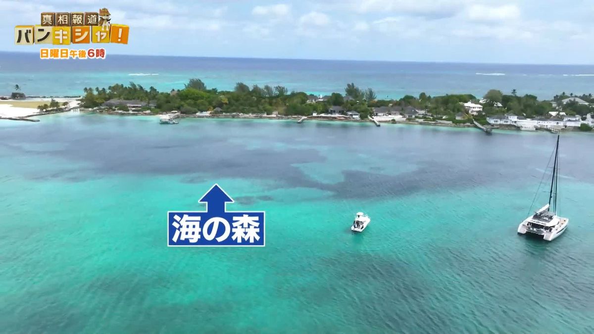 バハマ“海の森”どう守る？　人々の習慣とは…街中にヒントも【バンキシャ！】