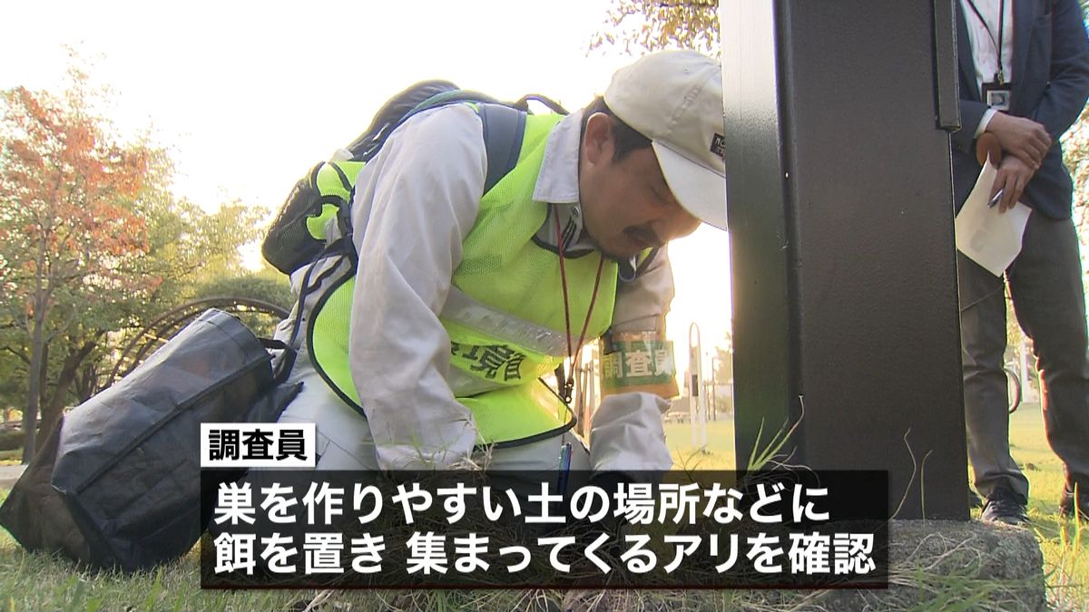 青海ふ頭周辺の公園などで“ヒアリ調査”