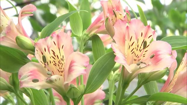 大きな花びらに模様が印象的「アルストロメリア」収穫ピーク　竹田市は西日本一の産地　大分