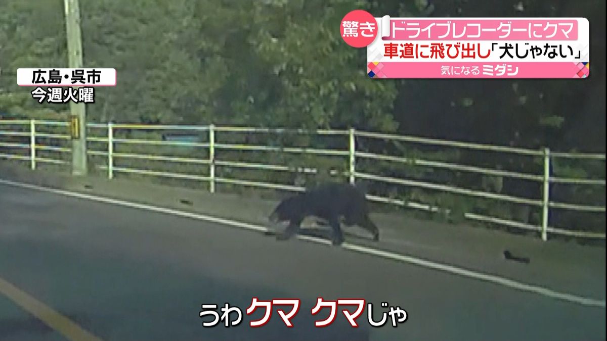 “道路にクマ“　ドライブレコーダーが捉える　付近には住宅も…　広島・呉市