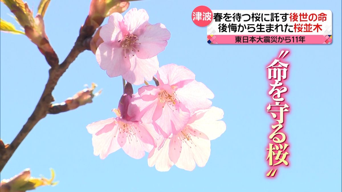 津波到達地点に“未来の命を守る桜”　震災知らない子どもへ…