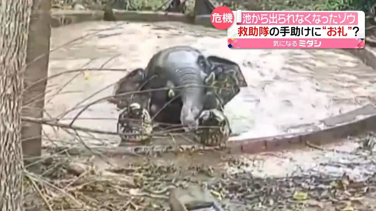 「感謝を示しているようでした」ため池に転落したゾウを救助隊が救出　中国・雲南省