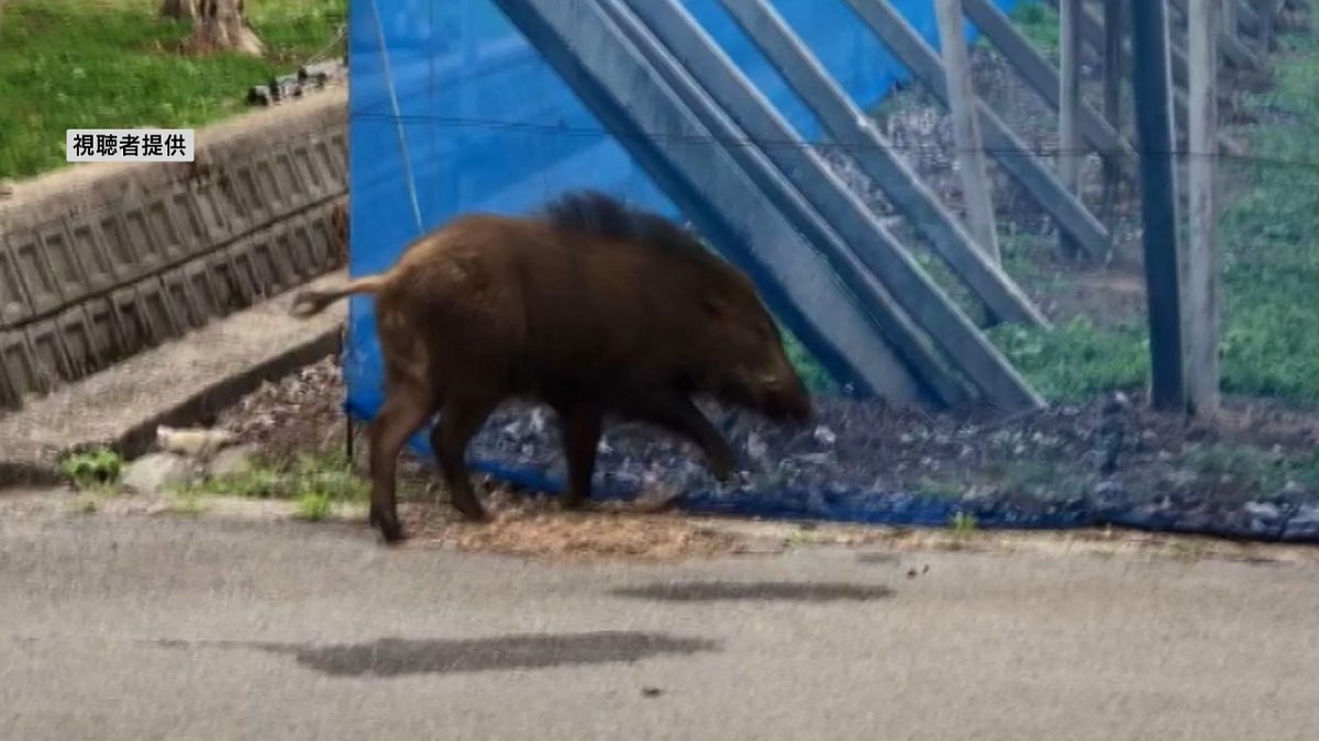 笛吹の中学校近くにイノシシ出没 悠然と歩き回る姿カメラに ブドウ畑に侵入 山梨県