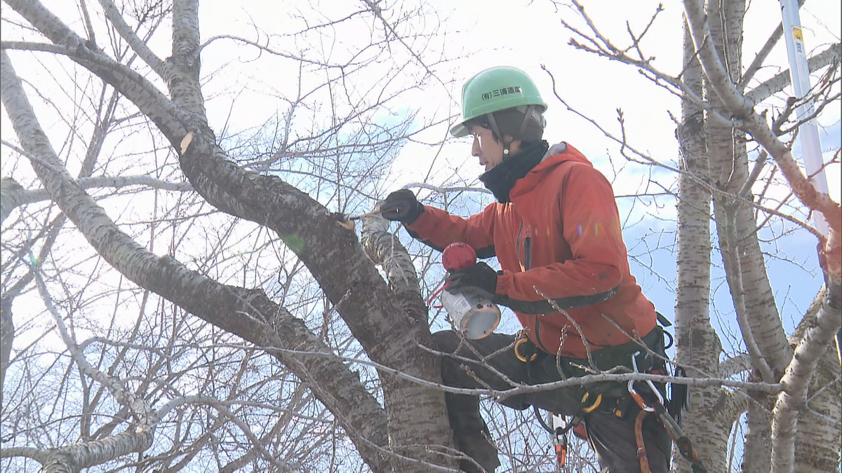 「今年もキレイに咲くのかな」2000本植えられた桜の名所で剪定会　春を迎える準備進む　青森県八戸市